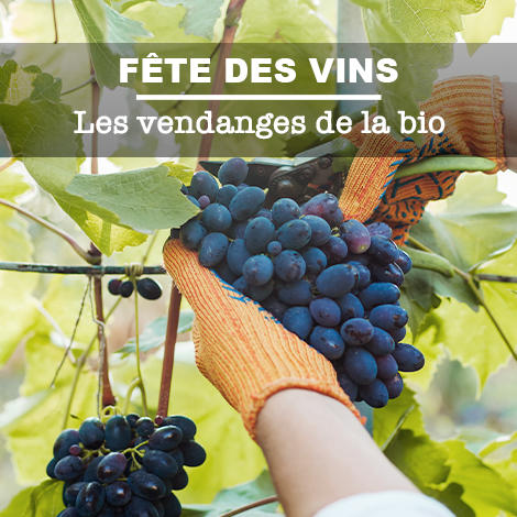 Fête des vins : les vendanges de la bio Fête des vins : les vendanges de la bio