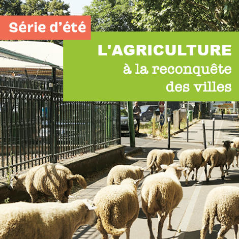 L'agriculture à la reconquête des villes