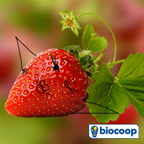 Le fruit du mois de mai : la fraise !