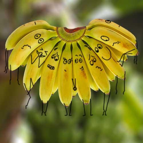 Le fruit du mois de novembre : la banane Le fruit du mois de novembre : la banane