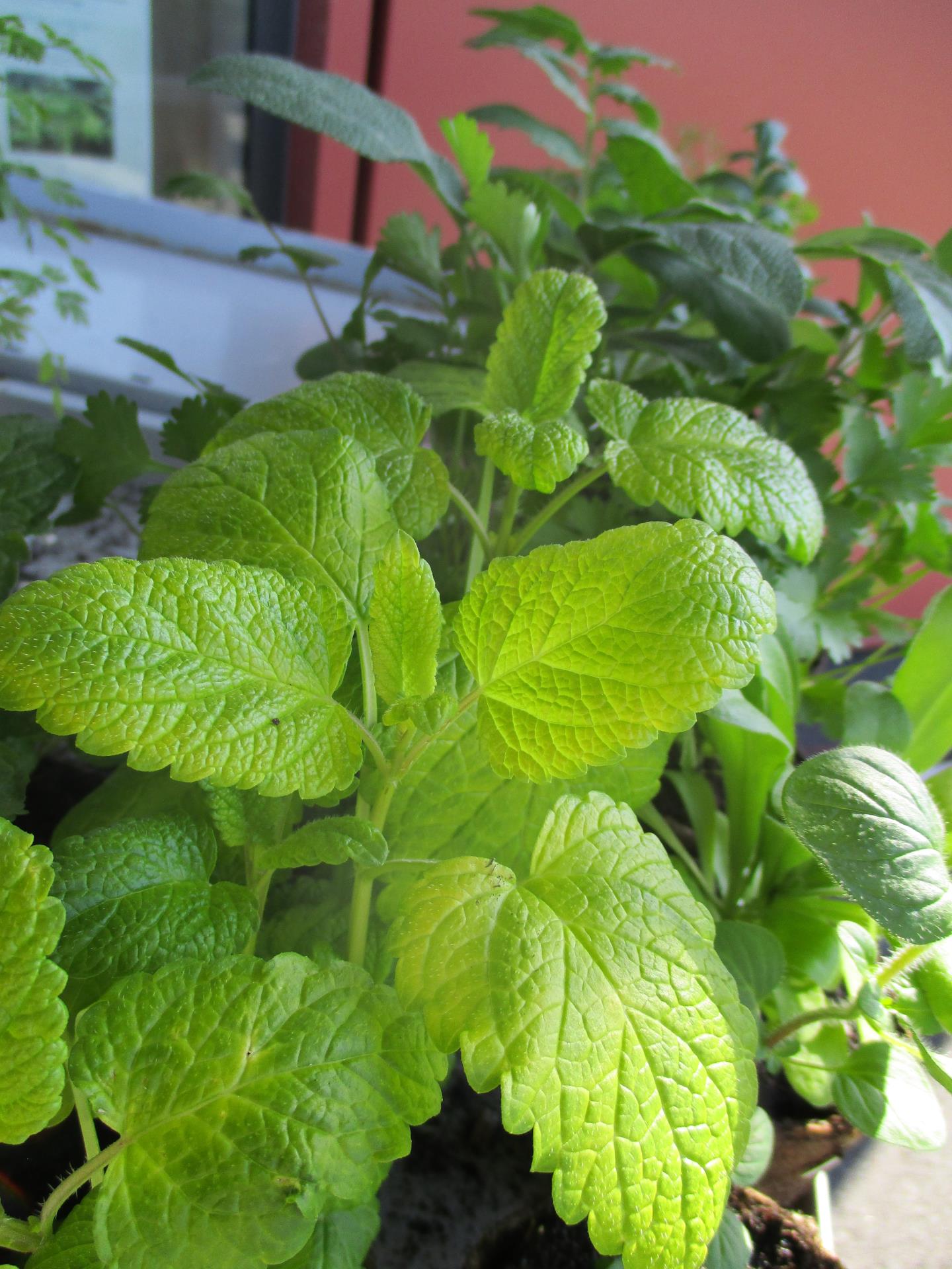 Disponibilité des Plants Jardins d'Herbes