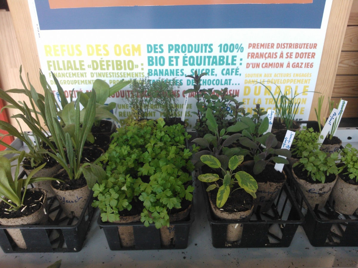 NOS PLANTS ET SEMENCES SONT ARRIVES : TOUS A VOS POTAGERS !