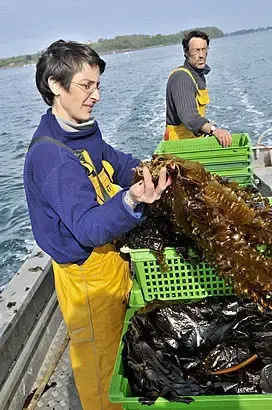 C Weed Aquaculture (Algues)